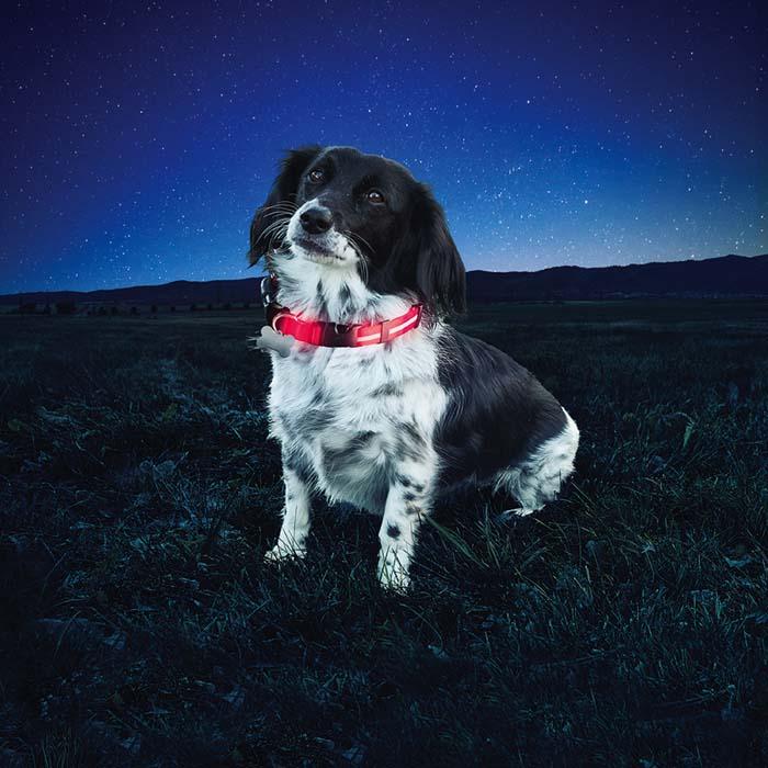 Nite Ize Nite Dawg® LED Dog Collar | Reflective | Glow | Flash Illumination